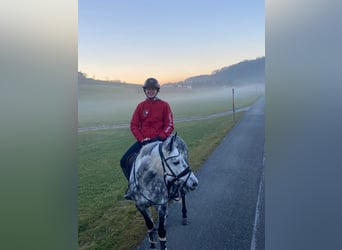 NRPS, Giumenta, 11 Anni, 147 cm, Grigio pezzato