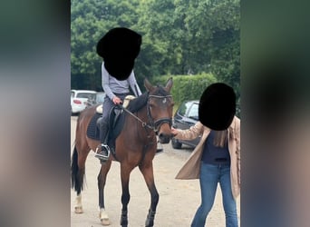 NRPS, Giumenta, 11 Anni, 148 cm, Baio