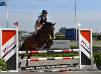 NRPS, Giumenta, 12 Anni, 146 cm, Baio