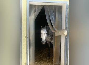 NRPS, Giumenta, 12 Anni, 147 cm, Grigio pezzato