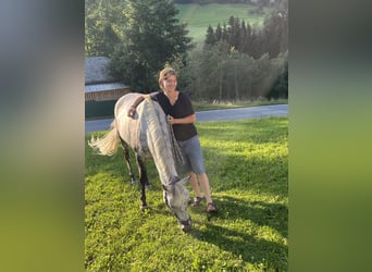 NRPS, Giumenta, 12 Anni, 147 cm, Grigio pezzato