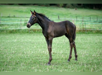 NRPS, Giumenta, 12 Anni, 163 cm, Pelle di daino