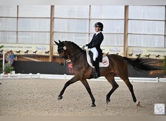 NRPS, Giumenta, 12 Anni, 166 cm, Baio ciliegia