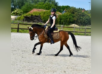 NRPS, Giumenta, 14 Anni, 126 cm, Baio