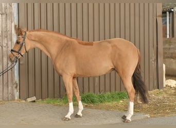 NRPS, Giumenta, 14 Anni, 148 cm, Sauro