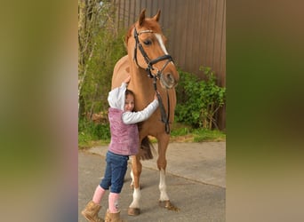 NRPS, Giumenta, 14 Anni, 148 cm, Sauro