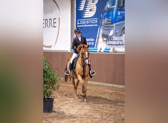 NRPS, Giumenta, 15 Anni, 142 cm, Sauro