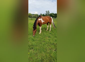 NRPS, Giumenta, 16 Anni, 153 cm, Pezzato