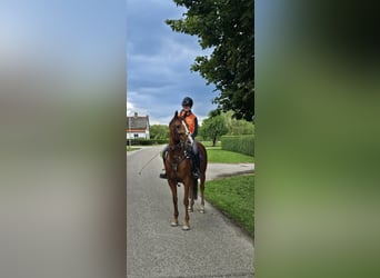 NRPS Mix, Giumenta, 18 Anni, 153 cm, Sauro