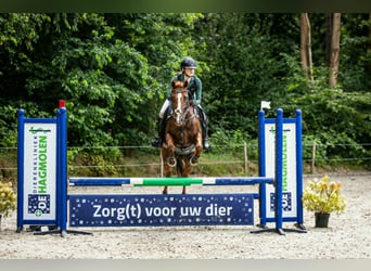 NRPS Mix, Giumenta, 18 Anni, 153 cm, Sauro