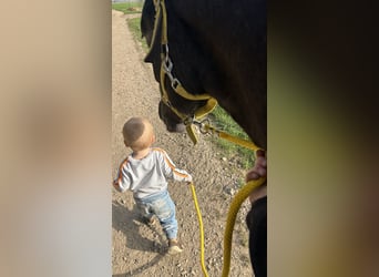 NRPS, Giumenta, 2 Anni, 140 cm