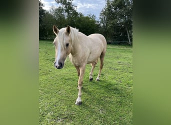 NRPS, Giumenta, 2 Anni, 142 cm, Palomino