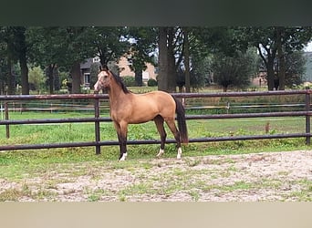 NRPS, Giumenta, 2 Anni, 144 cm, Pelle di daino