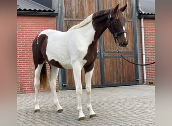 NRPS, Giumenta, 2 Anni, 160 cm, Pezzato