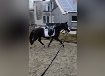 NRPS, Giumenta, 3 Anni, 134 cm, Baio nero