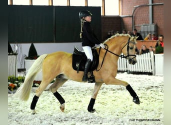 NRPS, Giumenta, 3 Anni, 140 cm, Falbo