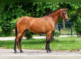 NRPS, Giumenta, 3 Anni, 142 cm, Baio