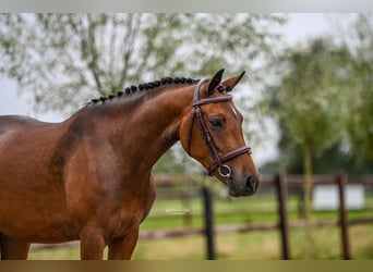 NRPS, Giumenta, 3 Anni, 143 cm, Baio