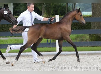 NRPS, Giumenta, 3 Anni, 143 cm, Baio