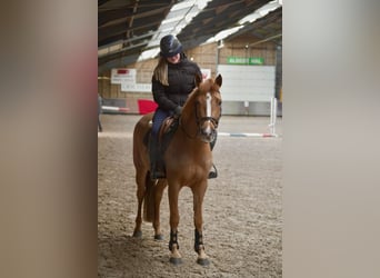 NRPS, Giumenta, 3 Anni, 144 cm, Sauro