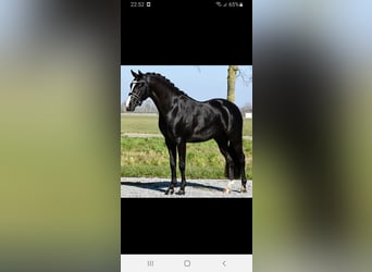 NRPS, Giumenta, 3 Anni, 146 cm, Sauro