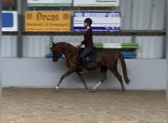 NRPS, Giumenta, 3 Anni, 146 cm, Sauro