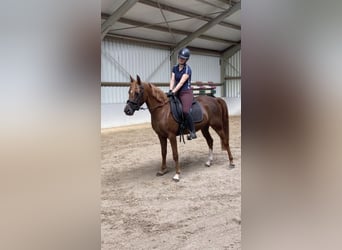 NRPS, Giumenta, 3 Anni, 146 cm, Sauro