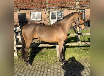 NRPS, Giumenta, 3 Anni, 154 cm, Baio