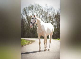 NRPS, Giumenta, 3 Anni, 165 cm, Pelle di daino