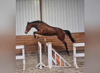 NRPS, Giumenta, 3 Anni