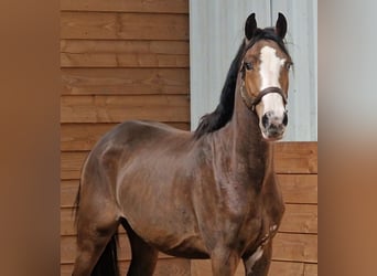 NRPS, Giumenta, 3 Anni