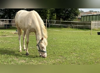 NRPS, Giumenta, 4 Anni, 137 cm, Cremello