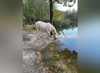 NRPS, Giumenta, 4 Anni, 137 cm, Cremello