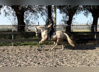 NRPS Mix, Giumenta, 4 Anni, 144 cm, Palomino