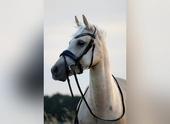 NRPS Mix, Giumenta, 4 Anni, 144 cm, Palomino