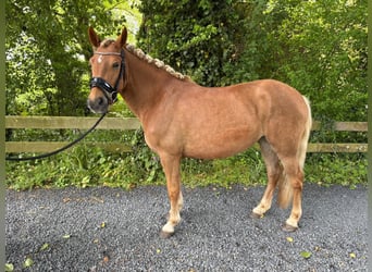 NRPS, Giumenta, 4 Anni, 144 cm, Sauro
