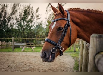 NRPS, Giumenta, 4 Anni, 145 cm, Sauro ciliegia