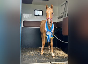 NRPS, Giumenta, 4 Anni, 147 cm, Palomino