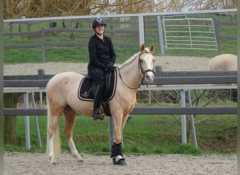 NRPS, Giumenta, 4 Anni, 147 cm, Palomino