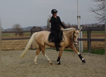 NRPS, Giumenta, 4 Anni, 147 cm, Palomino