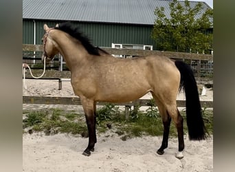NRPS, Giumenta, 4 Anni, 160 cm, Pelle di daino