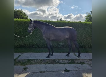 NRPS, Giumenta, 4 Anni, 164 cm, Grigio ferro