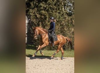 NRPS, Giumenta, 4 Anni, 165 cm, Sauro