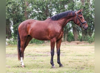 NRPS, Giumenta, 4 Anni, 166 cm, Baio