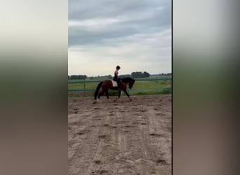 NRPS, Giumenta, 4 Anni, 166 cm, Baio