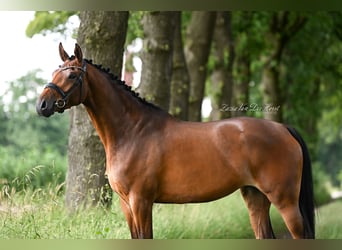 NRPS, Giumenta, 4 Anni, 168 cm