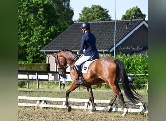 NRPS, Giumenta, 4 Anni, 168 cm