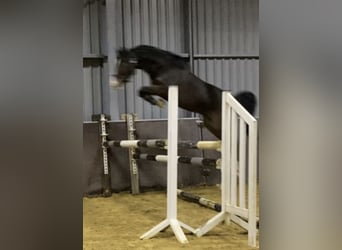 NRPS, Giumenta, 5 Anni, 147 cm, Baio scuro
