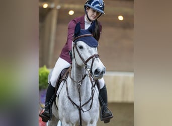 NRPS, Giumenta, 5 Anni, 167 cm, Grigio