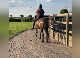 NRPS, Giumenta, 6 Anni, 142 cm, Baio scuro
